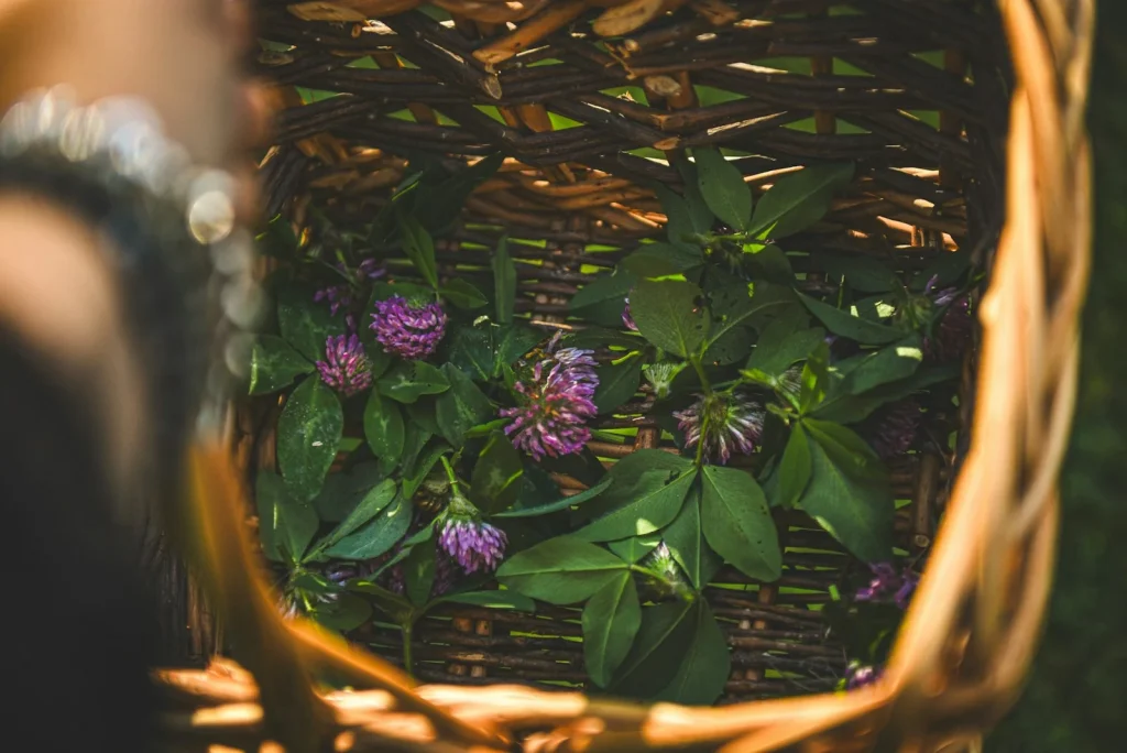 Basket filled with freshly foraged wild plants and flowers