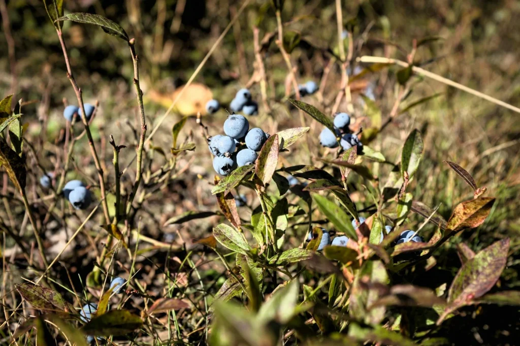 Wild blueberries growing in forest undergrowth