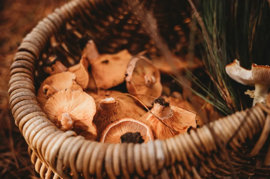 Basket of freshly picked wild mushrooms in a forest