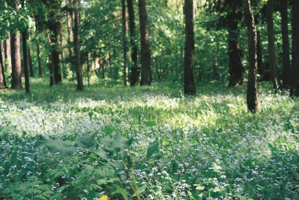 Wild plants and flowers growing at the forest edge